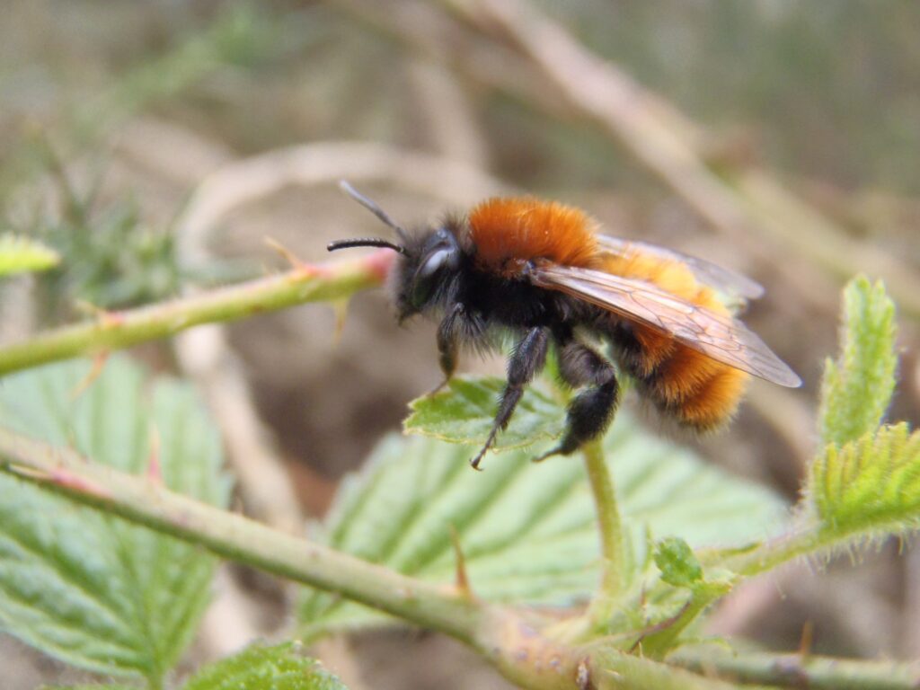 A Tawny mining bee resting on small green leaves.