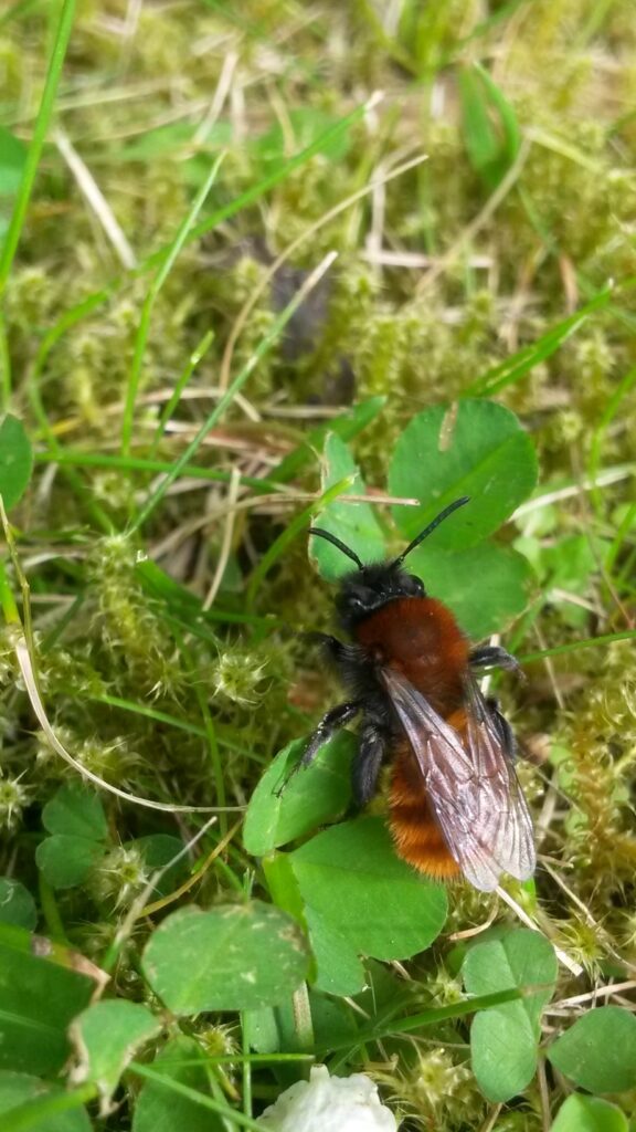 A Tawny mining bee resting on small green leaves.