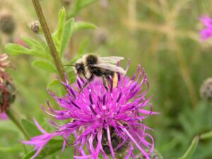 Faded Red-tailed bumblebee on pink knapweed flower
