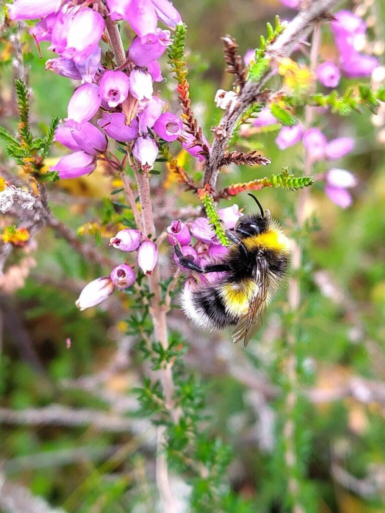 Side view of rare bumblebee on pink flower