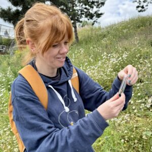 Person identifying bumblebee in pot before release in wildflower meadow