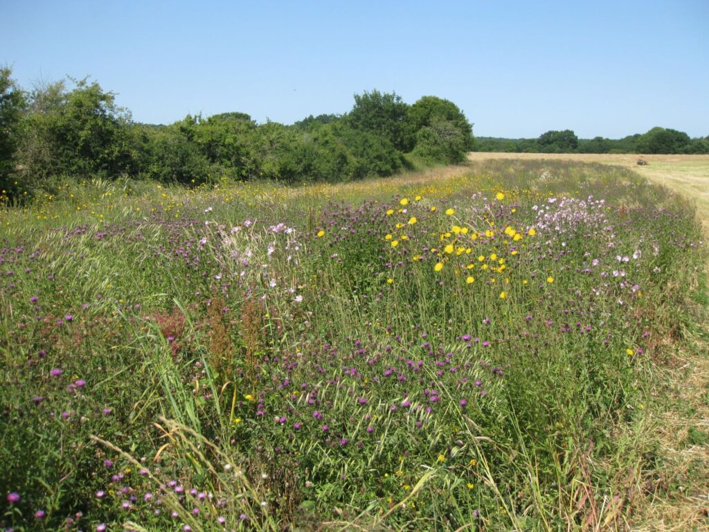 Arable margin showing an array of colourful wildflowers and hedge