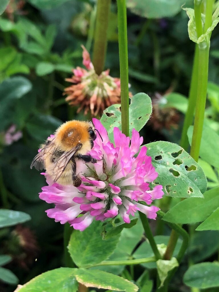 Bumblebee feeding from a pink flowers with green leaves in background