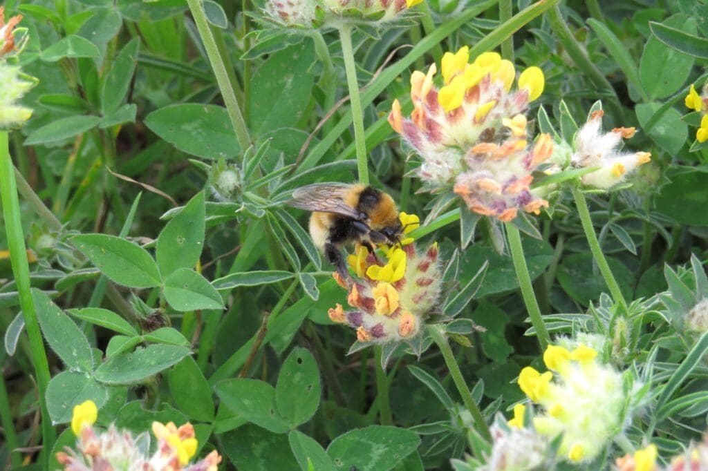Bumblebee on yellow and pink flower