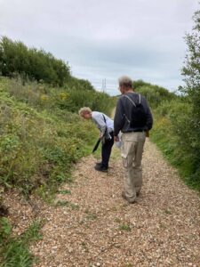George and Julie Kirby looking for Shrill carder bumblebees at MOD Hythe ranges