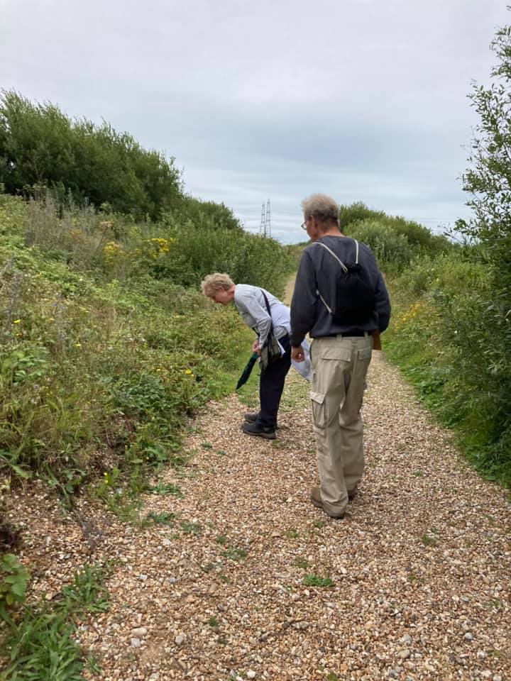 George and Julie Kirby looking for Shrill carder bumblebees at MOD Hythe ranges
