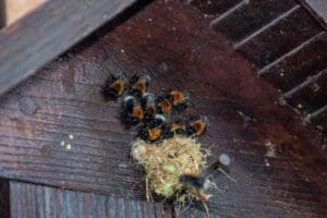 Tree bumblebees outside the entrance to a nest box.