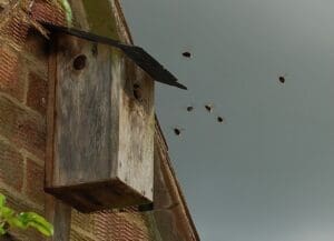 Male Tree bumblebees flying outside of the entrance to a nest box.