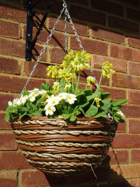 Hanging basket with flowering primroses and cowslips against a brick wall
