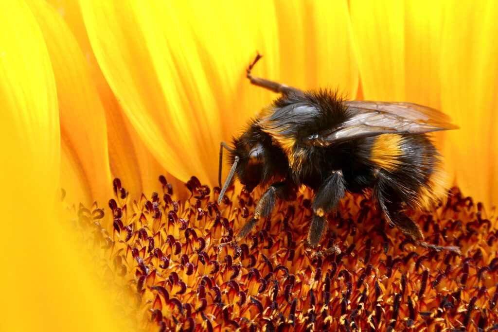 A close-up of a bumblebee feeding on a sunflower.