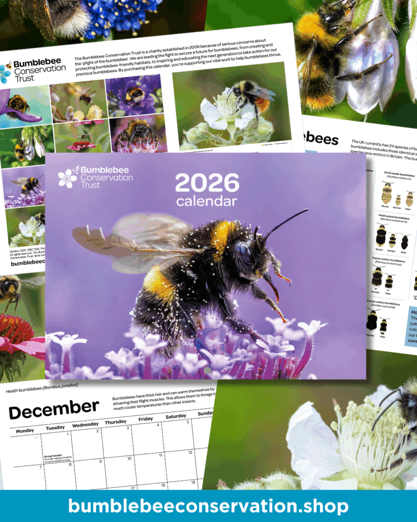 Collage of images showing calendar with main image in middle of bumblebee on lilac background