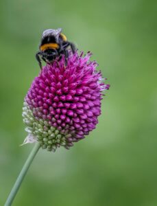 A close-up of a bumblebee feeding on allium.