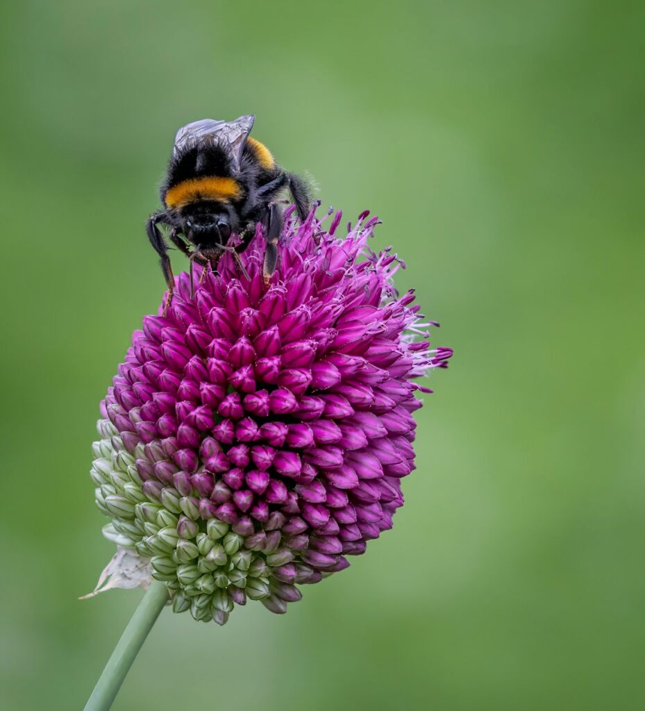 A close-up of a bumblebee feeding on allium.