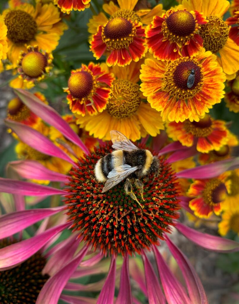 A close-up of a bumblebee feeding on echinacea.
