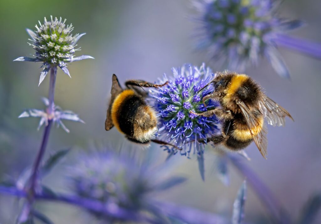 A close-up of two bumblebees feeding on eryngium