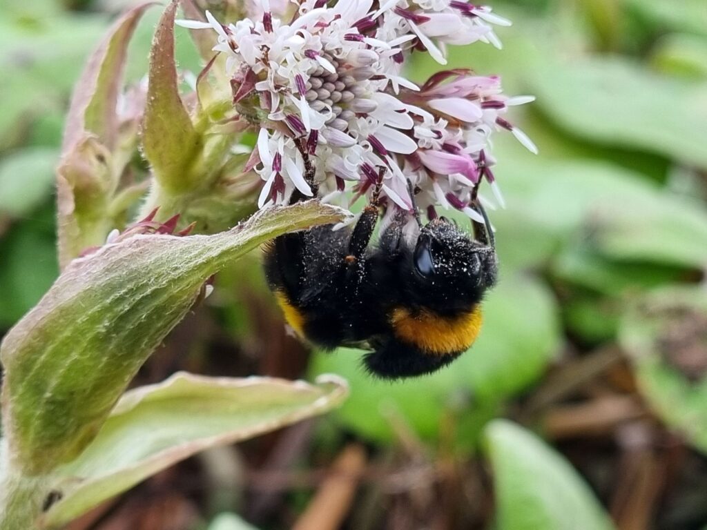 Bombus terrestris queen, bumblebee feeding on Winter Heliotrope