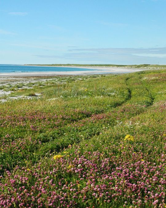A coastal field of purple and yellow flowers curving around sand and sea.