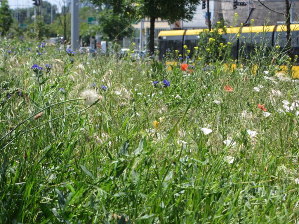 An island of long grass and widflowers in the city.