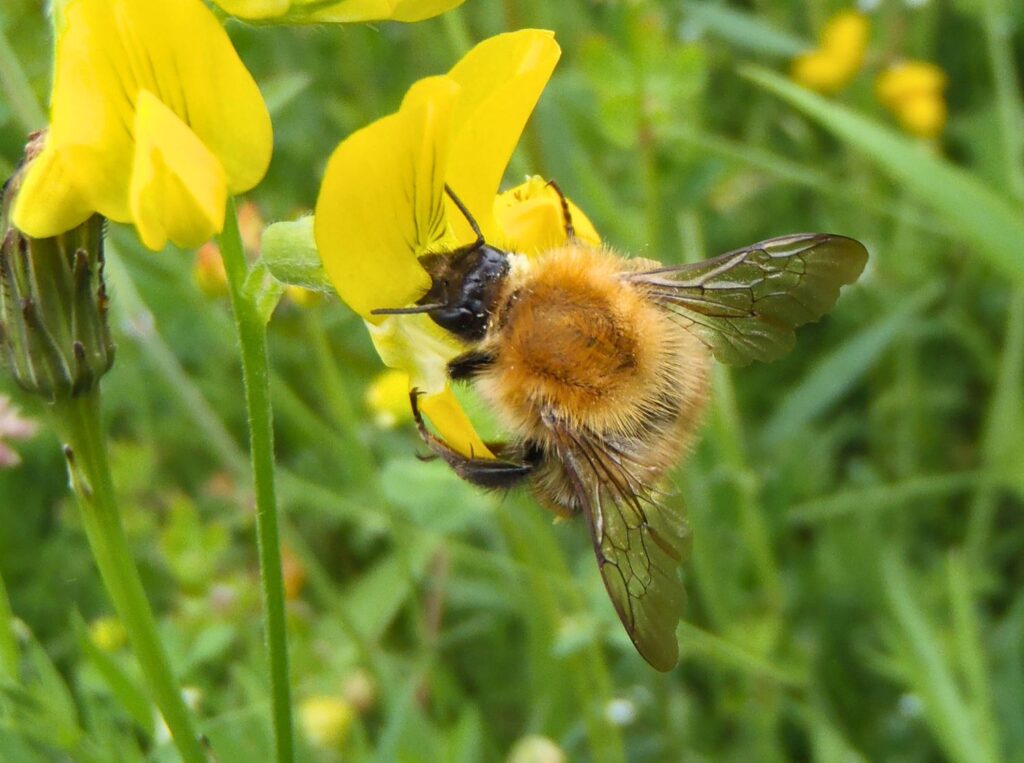 A Common carder bumblebee feeding on the yellow flowers of meadow vetchling.