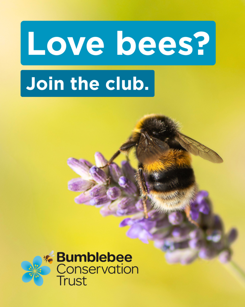 A close-up of bumblebee feeding on lavender.