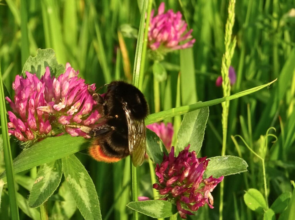 A Red-tailed bumblebee feeding on red clover.