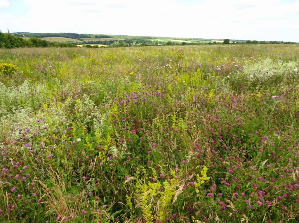 A field of species-rich grassland.