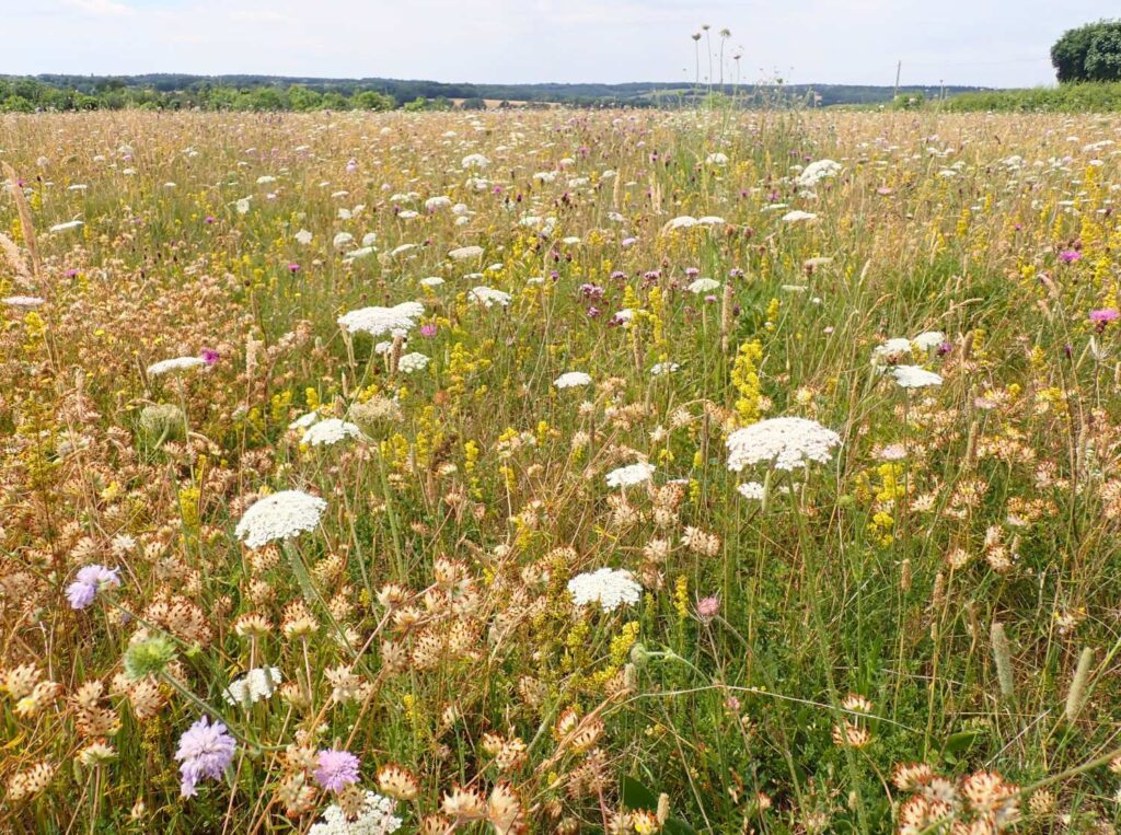 A field of species-rich grassland.