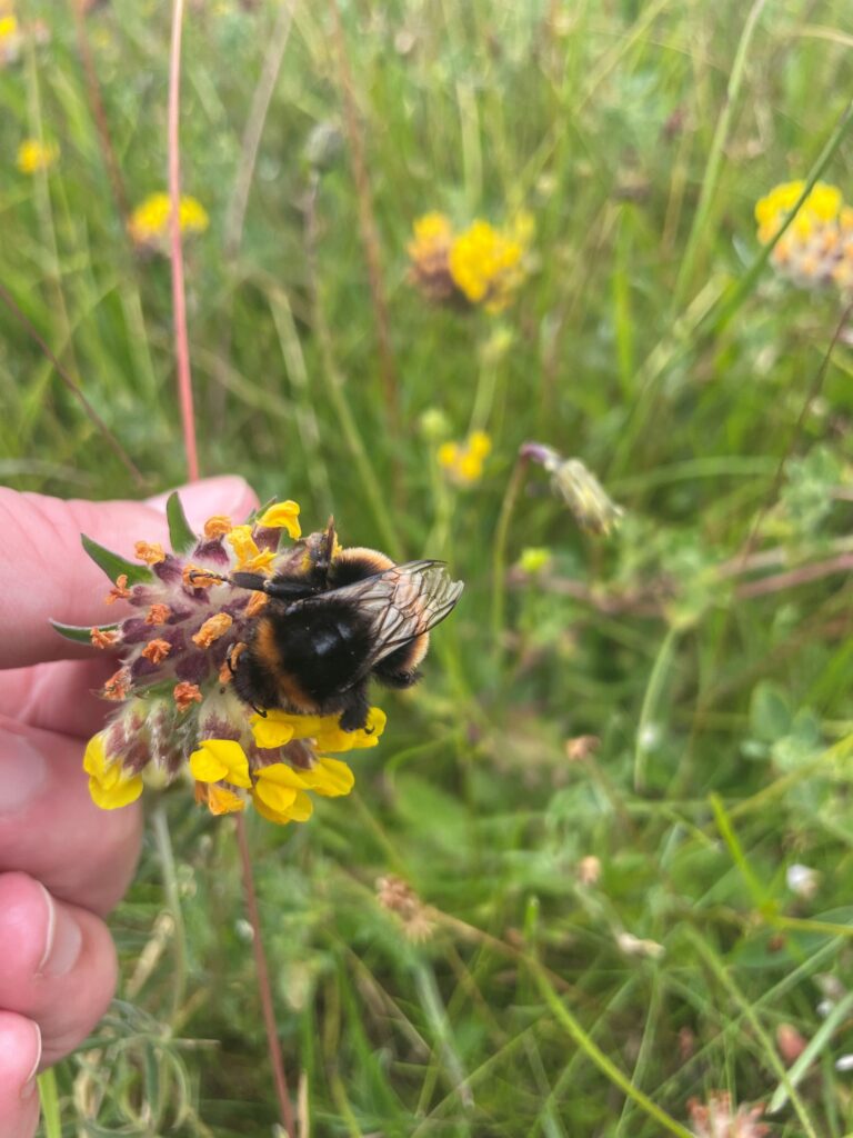 Bumblebee on yellow flower with hand holding stem of flower