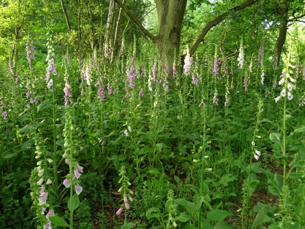 Rows of fofgloves standing in the undergrowth of a woodland.