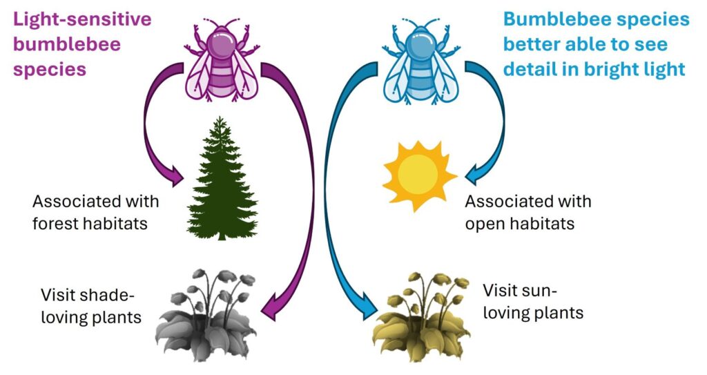 An infographic showing the findings of bumblebees with different light sensitivity.