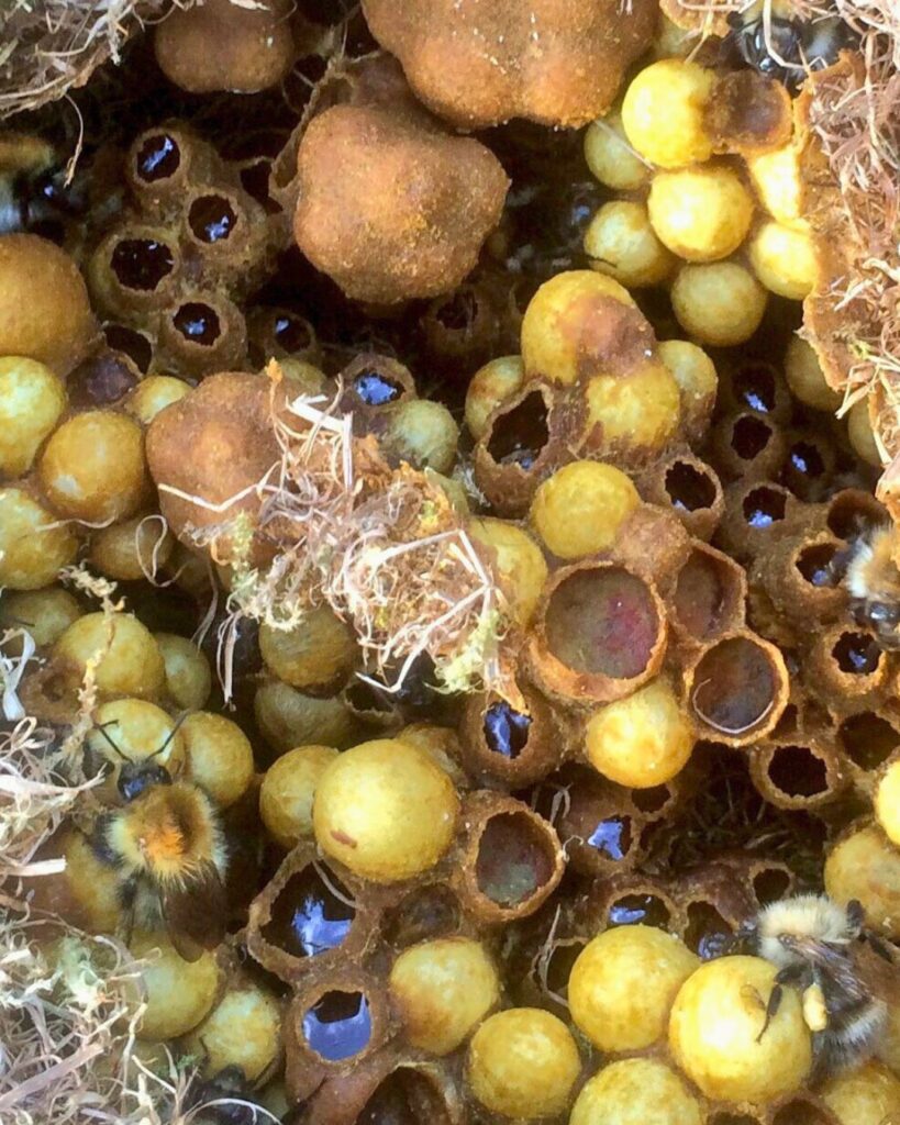 A close-up of a Common carder bumblebee nest.