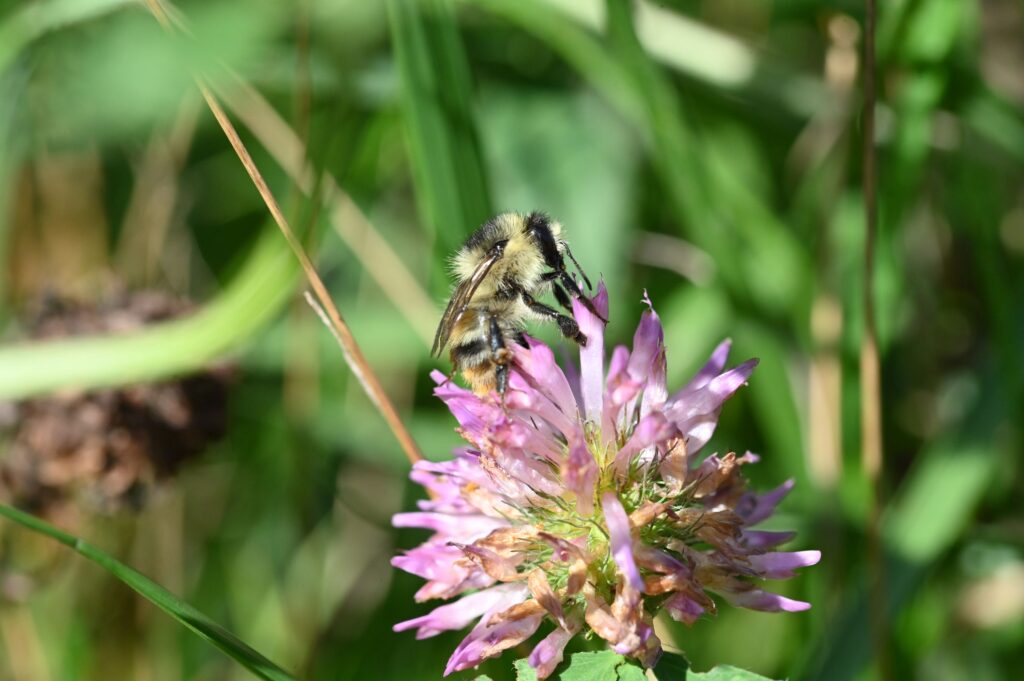 Bumblebee on purple and pink flower
