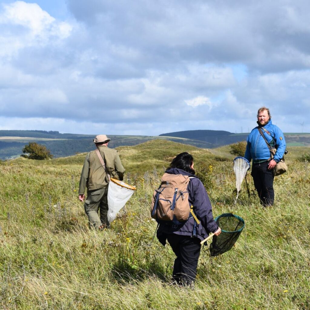 Three people holding bumblebee nets searching long grassland for bumblebees.