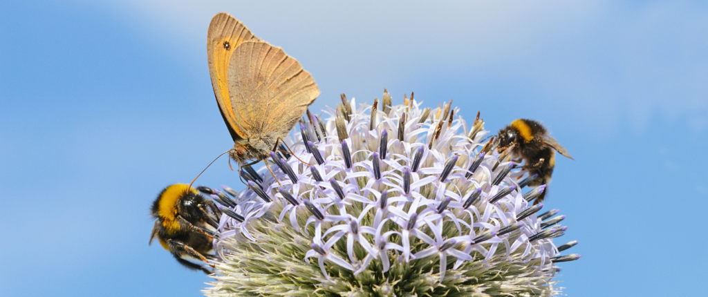 Bumblebees and butterfly on purple and white globe shaped flower