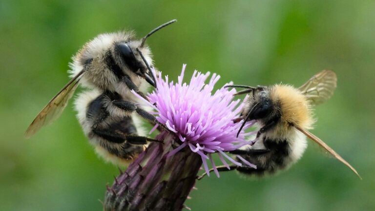 A Shrill carder bumblebee and Common carder bumblebee feeding on a thistle.