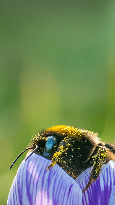 Close-up of a bumblebee climbing out of a flower.