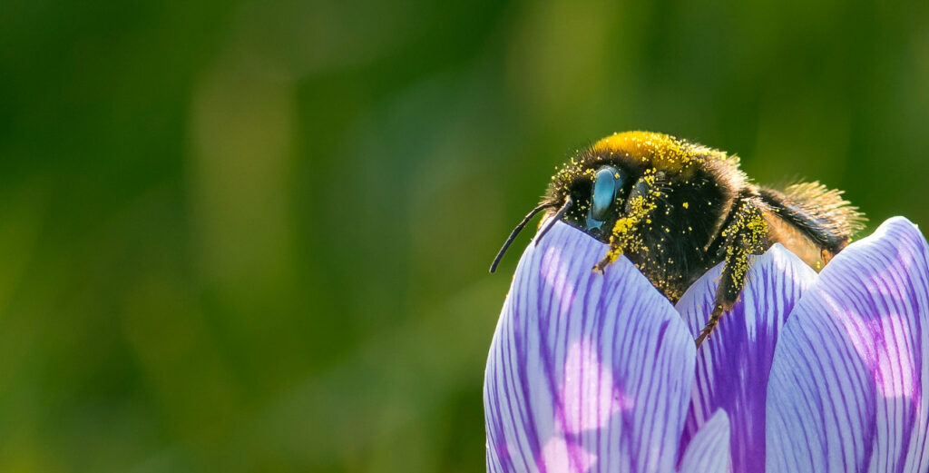 Close-up of a bumblebee climbing out of a flower.