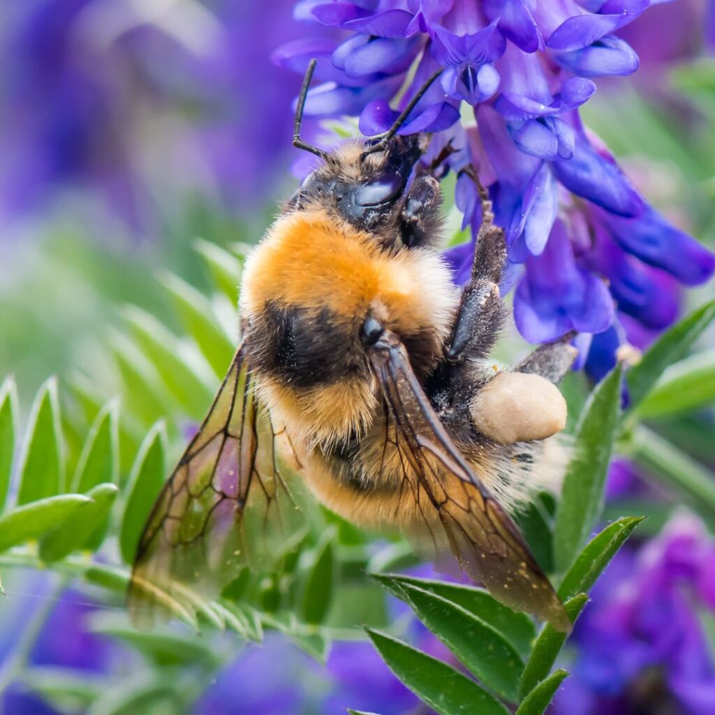 A close-up of a Great Yellow bumblebee with large, round pollen baskets on its hind legs. The bumblebee is feeding on a bright purple flower.