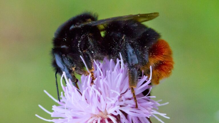 A Red-tailed bumblebee queen feeding on a pink flower.