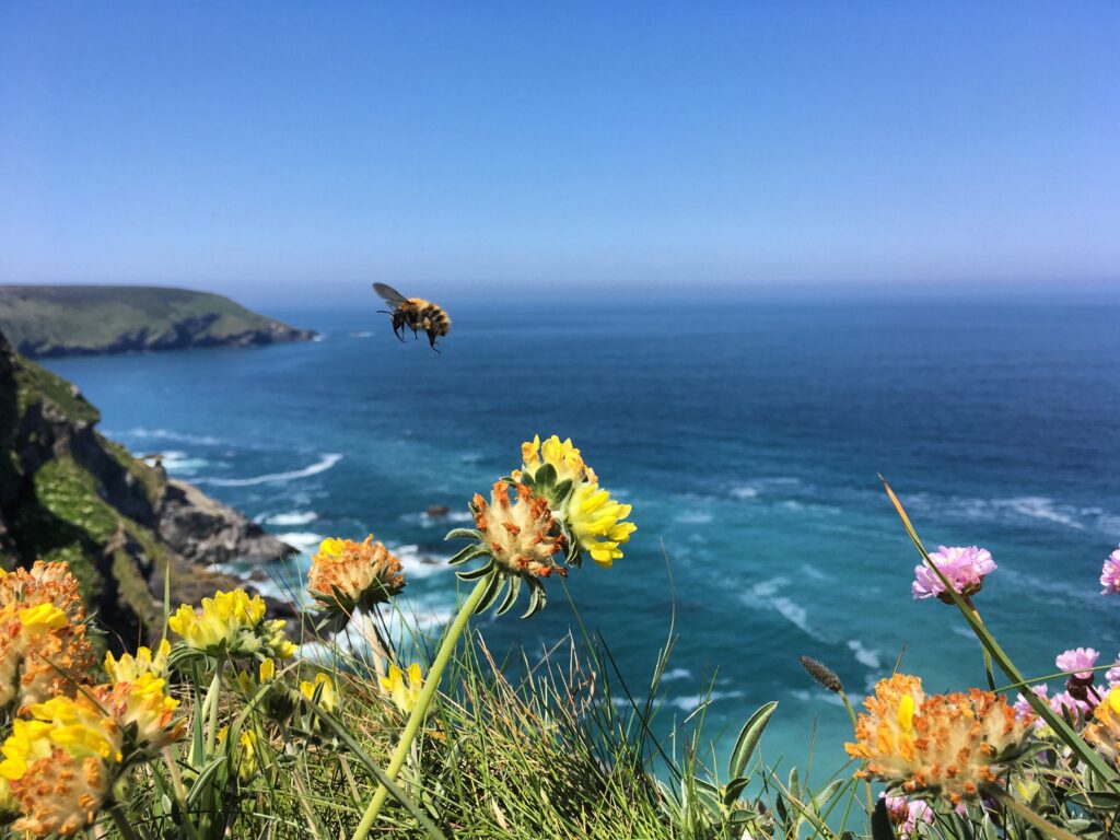 Bumblebee flying over yellow flowers with sea and cliffs in back.