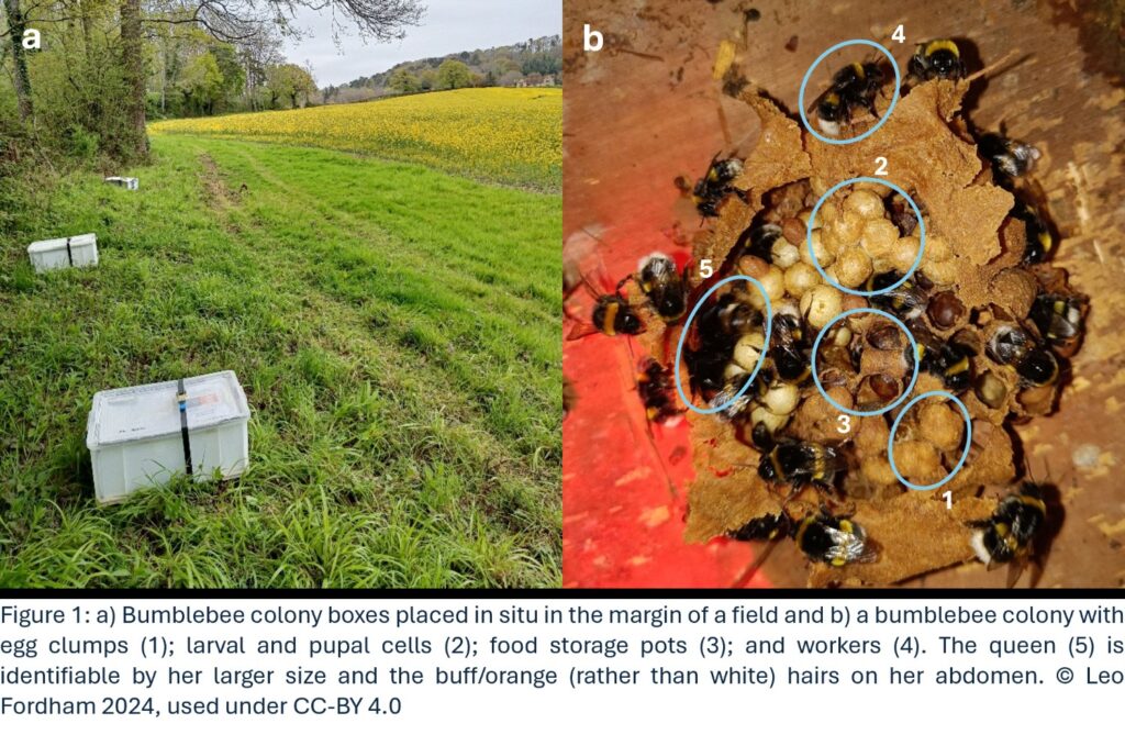 Bumblebee colony boxes placed in situ in the margin of a field and a bumblebee colony with egg clumps.