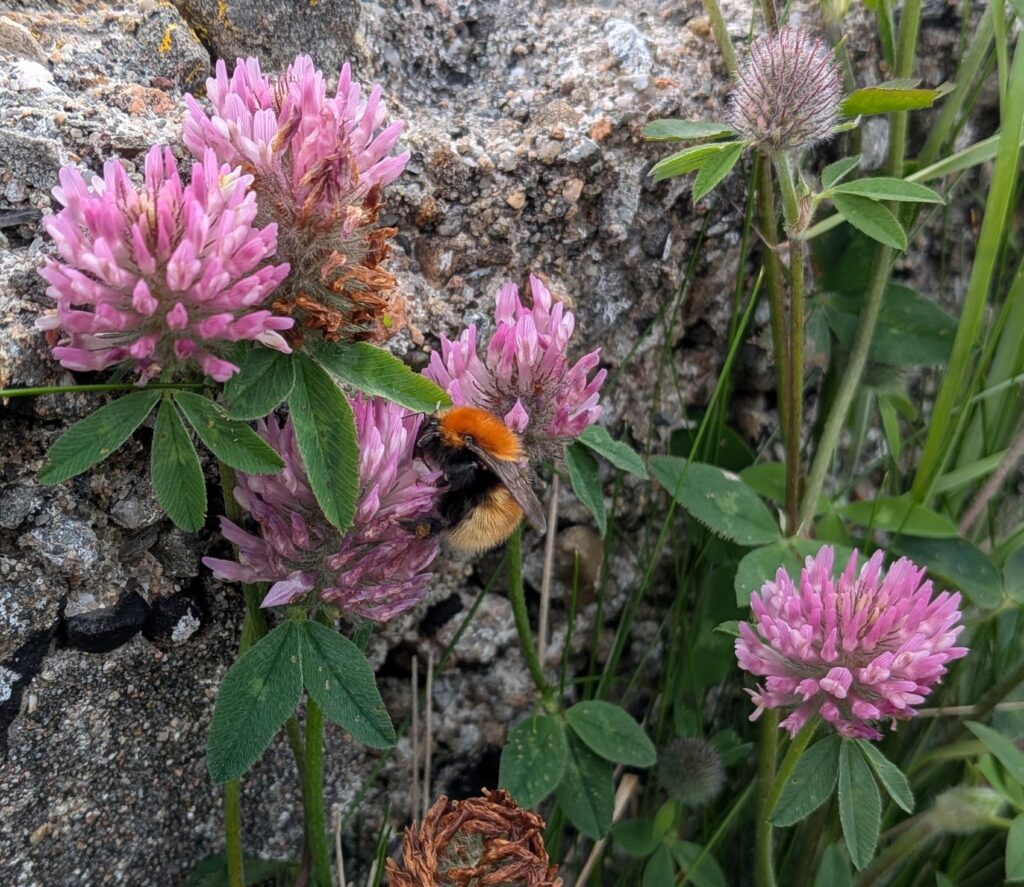 Island form bumblebee on pink flower