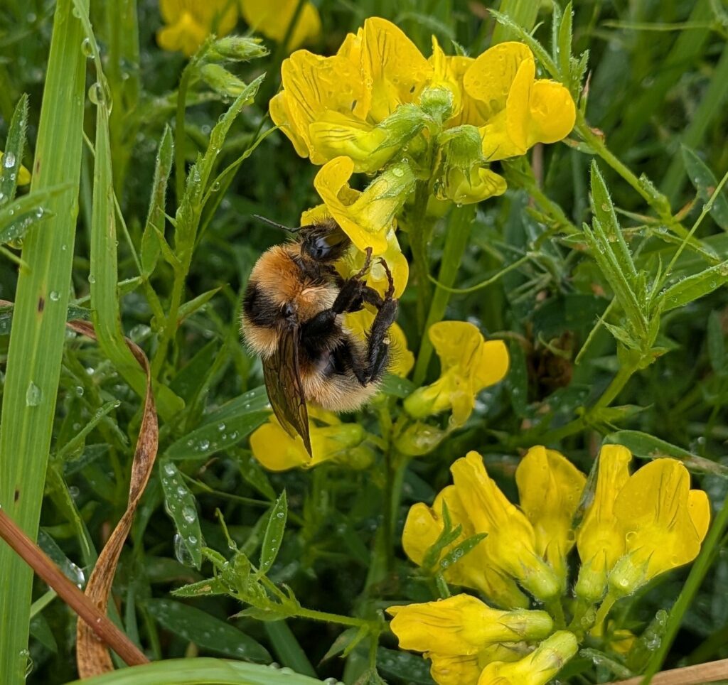 Rare bumblebee on yellow flower