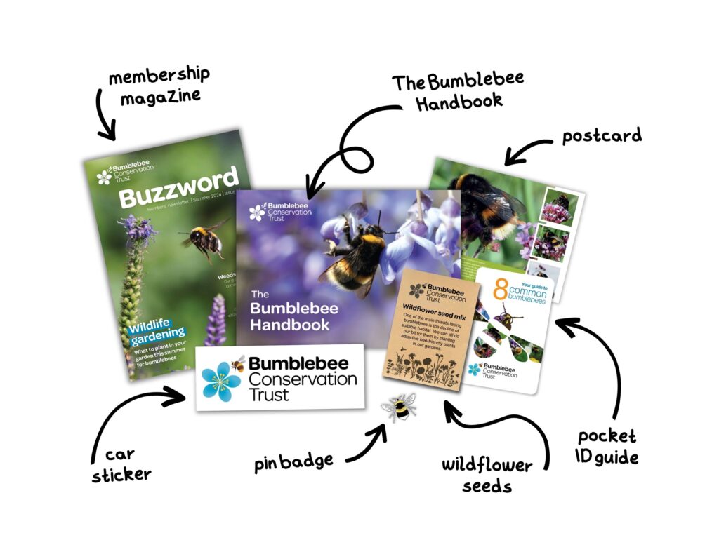 Contents of the membership pack for the Bumblebee Conservation Trust containing 'Buzzword' membership magazine, a 44-page Bumblebee Handbook, a postcard, car sticker, pin badge, packet of wildflower seeds and a pocket ID guide