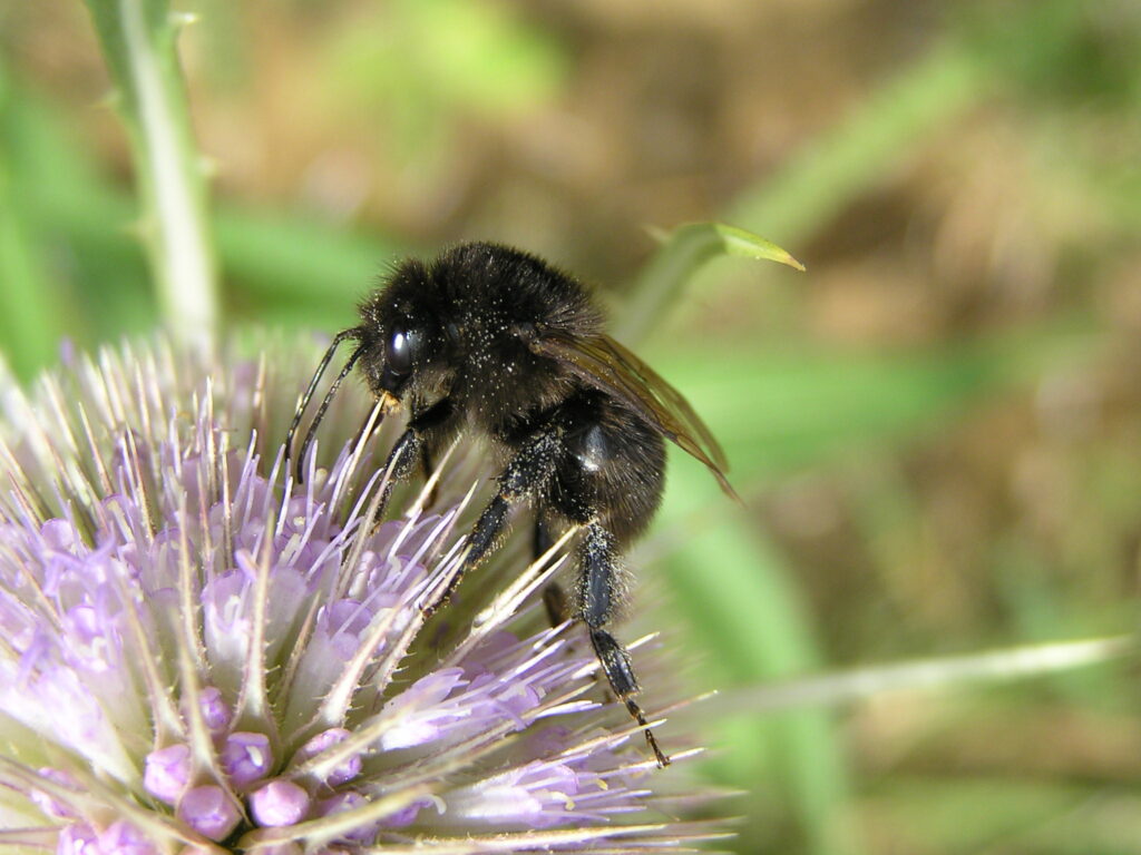 All black bumblebee on purple feeding on purple flower